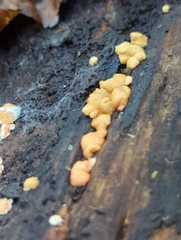 Trichoderma minutisporum