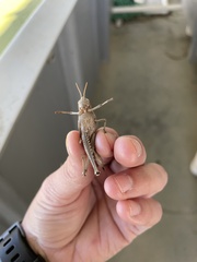 Schistocerca damnifica