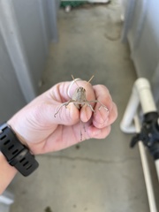 Schistocerca damnifica