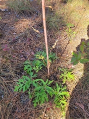 Nabalus serpentarius