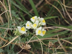 Linaria supina maritima