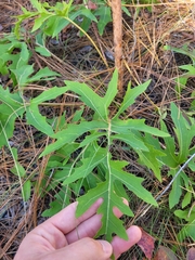 Nabalus serpentarius