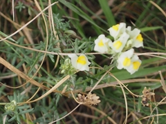 Linaria supina maritima