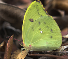 Aphrissa neleis