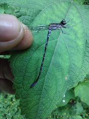 Argia