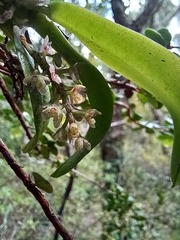 Drymoanthus adversus