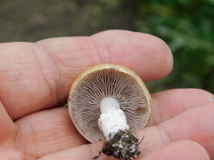Stropharia coronilla