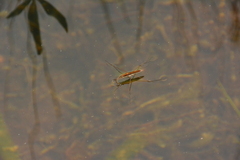 Limnoporus notabilis