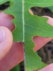 Nabalus serpentarius