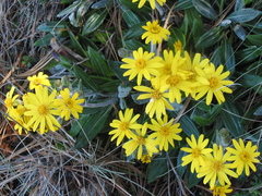 Robinsonecio gerberifolius