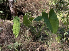 Xanthosoma