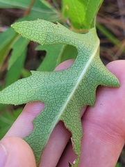 Nabalus serpentarius