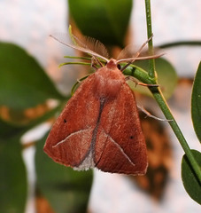 Compsoptera opacaria