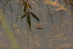 Limnoporus notabilis