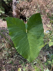 Xanthosoma