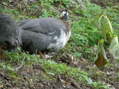 Numida meleagris domesticus