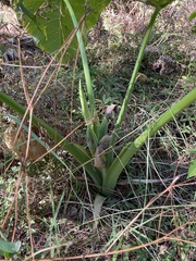 Xanthosoma