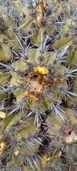 Copiapoa echinoides