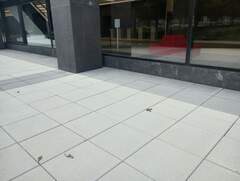 Poecile atricapillus