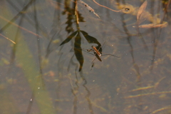 Limnoporus notabilis