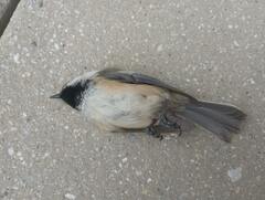 Poecile atricapillus