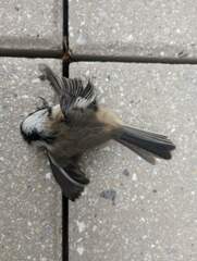 Poecile atricapillus