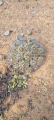 Copiapoa echinoides