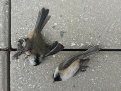 Poecile atricapillus