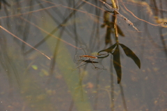 Limnoporus notabilis