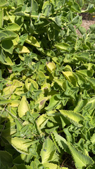 Coleus amboinicus