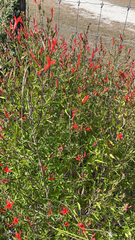 Anisacanthus quadrifidus