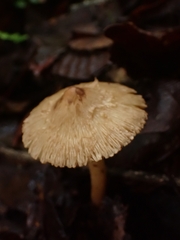 Inocybe