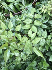 Podranea ricasoliana