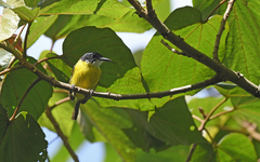 Todirostrum nigriceps
