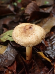 Inocybe