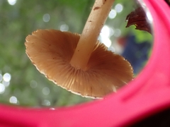 Inocybe