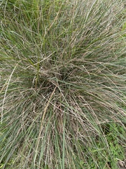 Austrostipa flavescens