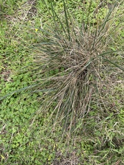Austrostipa flavescens