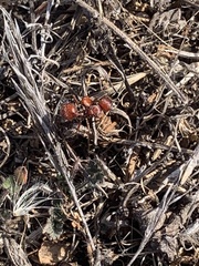 Pogonomyrmex occidentalis