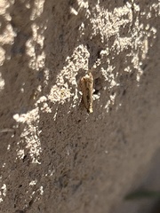 Tinea apicimaculella