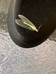 Chrysopa quadripunctata