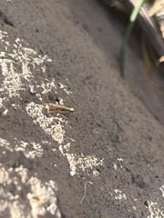 Tinea apicimaculella