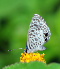Leptotes cassius