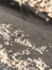 Tinea apicimaculella