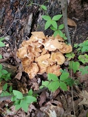 Desarmillaria caespitosa image