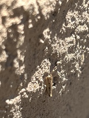 Tinea apicimaculella