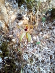 Caladenia atradenia