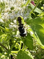 Hedriodiscus truquii