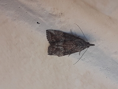 Hypena scabra