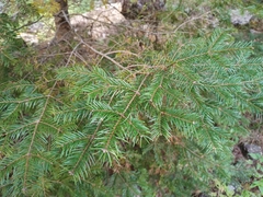 Abies durangensis